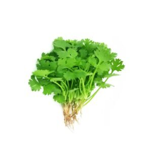 Coriander Single Each